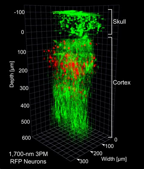 Multiphoton Microscopy Deeper Wider And Faster