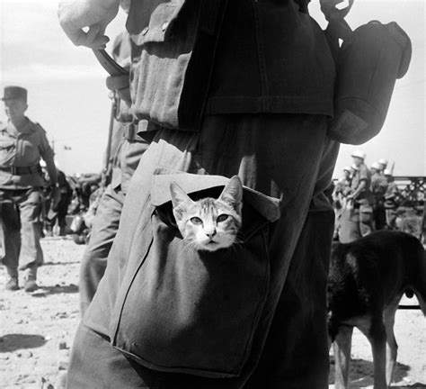 Cats At War 30 Pics