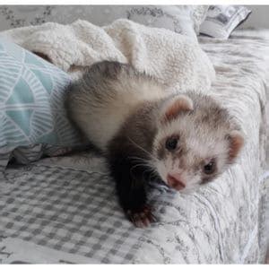 The 6 Best Ferret Breeders in the USA! (2024)