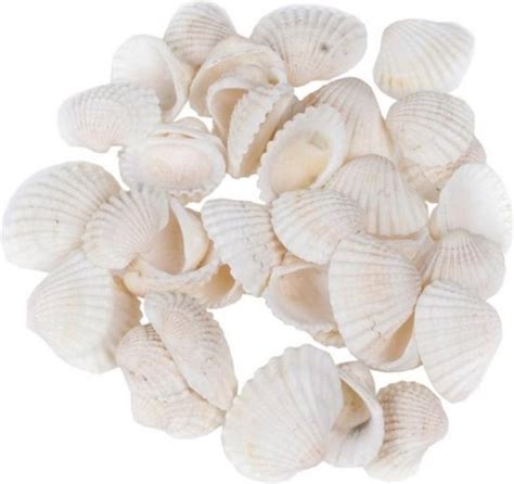 2x Zakjes Decoratie Hobby Witte Schelpen 100 Gram Maritiem Zee Strand