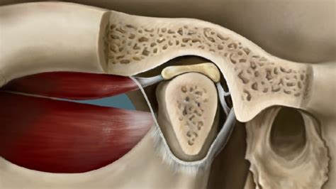 Articulacion Temporomandibular