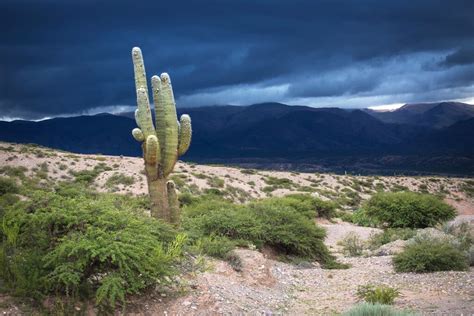 Parque Nacional Los Cardones