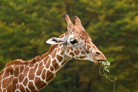 470+ Giraffe Food Chain Stock Photos, Pictures & Royalty-Free Images ...