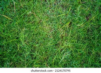 Abstract Green Nature Real Grass Texture Stock Photo 2124170795 ...