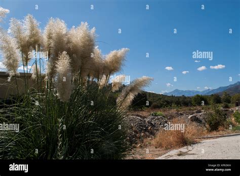 Cortaderia Selloana Conocida Nmente Como Hierba De La Pampa