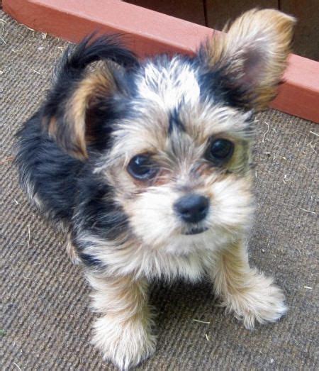 Shih Tzu Mix Yorkie - FEEDGUIDES.COM