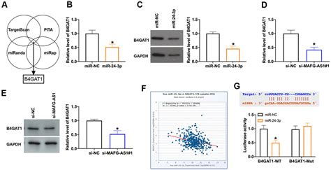 Silencing Of Long Noncoding RNA MAFG AS1 Prevents Autophagy And