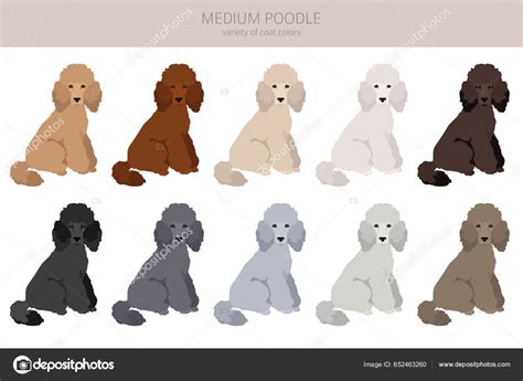 Moyen Pudel Medium Pudel Clipart Verschiedene Posen Festgelegte