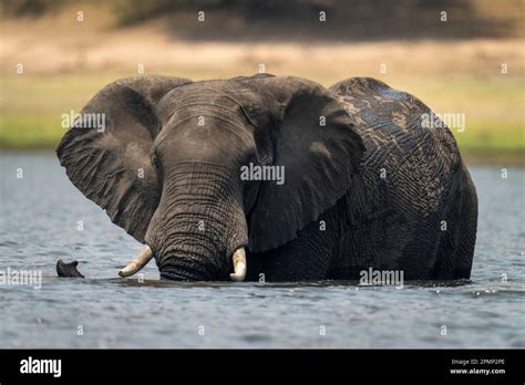 African Elephant Loxodonta Africana Stands In River Watching Camera