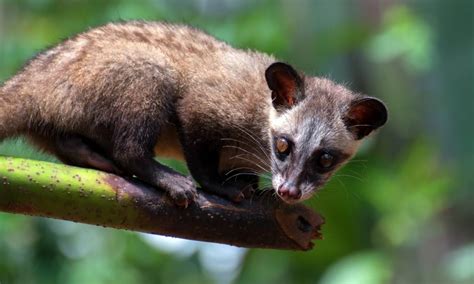 Musang Masuk Rumah Pertanda Apa Ini Artinya Menurut Primbon Jawa