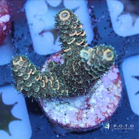 Question on dipping with Coral RX | REEF2REEF Saltwater and Reef ...