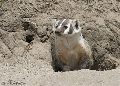 A Previously Unknown Badger Behavior « Feathered Photography