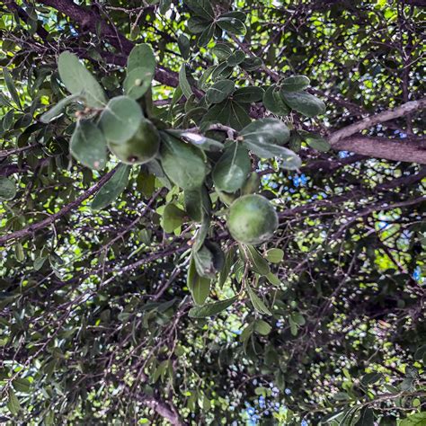 wild persimmon tree texas - Garth Easter