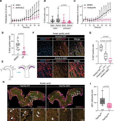 Regulation Of Yap Promotor Accessibility In Endothelial