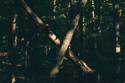 Wallpaper Sunlight Trees Forest Nature Reflection Wood Branch