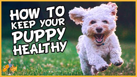 How To Keep A Puppy Healthy Essential Puppy Care — Our Pets Health