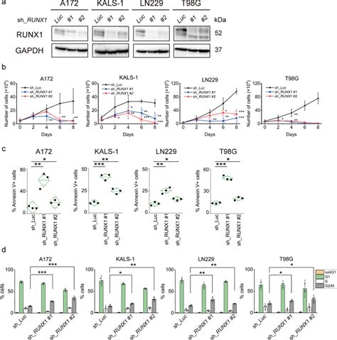 Suppression Of Runx1 Induces Apoptosis And Cell Cycle Arrest In