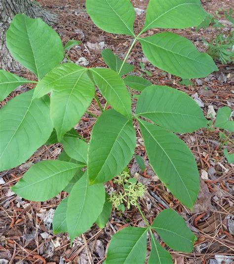 Wafer Ash - Hoptree - Common Ash