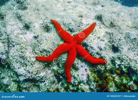 Red Starfish On The Sea Floor Echinaster Sepositus Underwater Stock