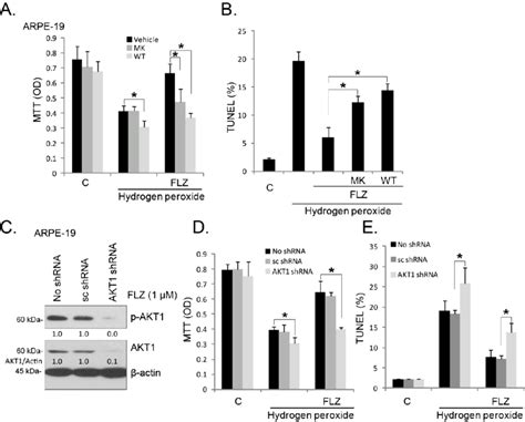 AKT Activation Mediates The FLZ Induced Pro Survival Effect Against