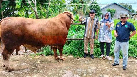 Jokowi Kembali Pasok Sapi Kurban Idul Adha Dari Kubu Raya Kali Ini