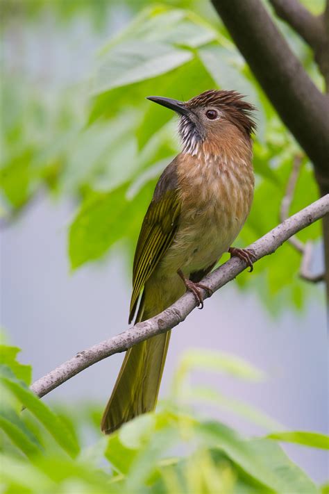 Mountain Bulbul Identification Shanghai Birding 上海观鸟