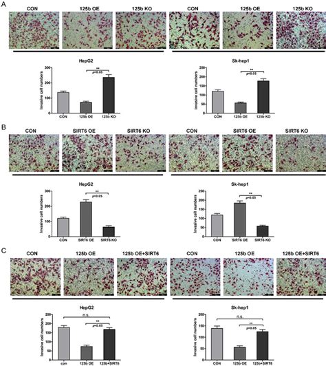 Mir B Sirt Axis Affects The Cell Invasion On Hcc Cells A The Cell