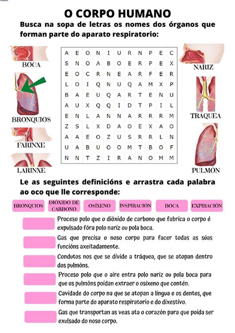 Ejercicio Interactivo De O Corpo Humano Para Cuarto De Primaria Puedes