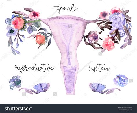 Female Reproductive System Flowers Uterus Cervix Stock Illustration