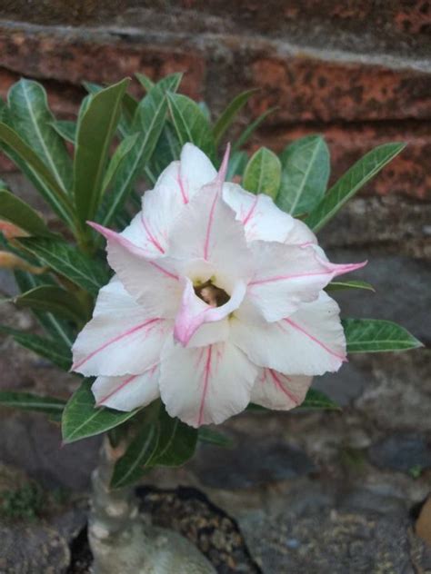 Bibit Adenium Bunga Tumpuk Id Lotus Evija Grafting Lazada Indonesia