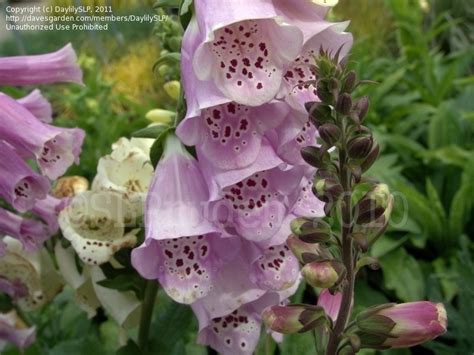 Plantfiles Pictures Digitalis Common Foxglove Lady S Glove Foxy Mix