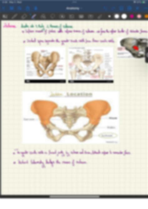 Solution Pelvis Bones Ligaments Joints Studypool