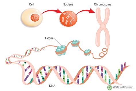 Peptides For Longevity