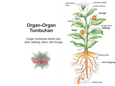 Organ Tumbuhan : Akar, Batang, Daun - Dunia Biologi