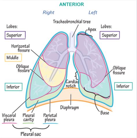 Lungs Flashcards Quizlet