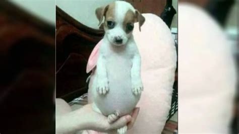 Todo chiquito todo panzón la historia detrás del perrito viral