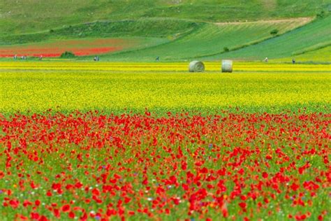 Premium Photo Castelluccio Di Norcia Highlands Italy Blooming