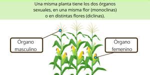 Plantas Cript Gamas Qu Son Caracter Sticas Y Ejemplos Gu A Completa