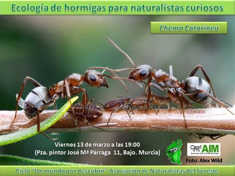 Ecología De Las Hormigas Para Naturalistas Curiosos Anse Asociación De Naturalistas Del Sureste