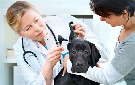 P S Gradua O Presencial Cirurgia De Pequenos Animais Centro