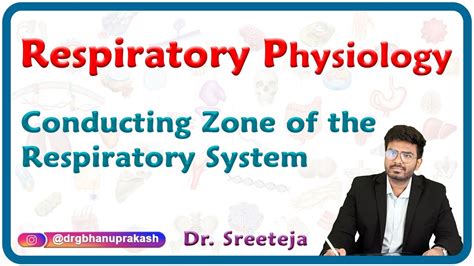 Conducting Zone Of The Respiratory System Usmle Step Physiology