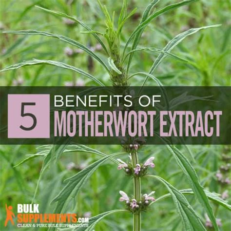 Motherwort Extract: Benefits, Side Effect & Dosage