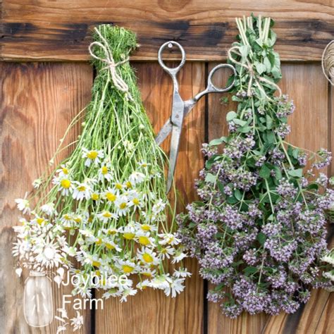 3 Ways To Dry Herbs At Home Joybilee® Farm Diy Herbs Gardening