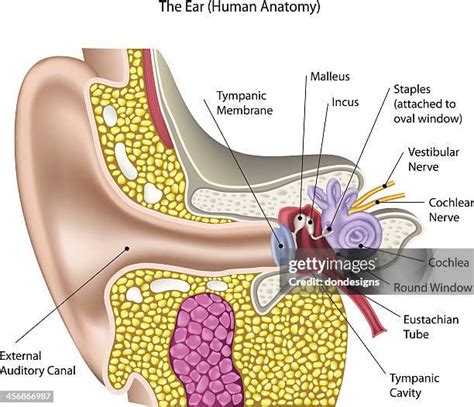 658 Ear Drum Stock Photos, High-Res Pictures, and Images - Getty Images