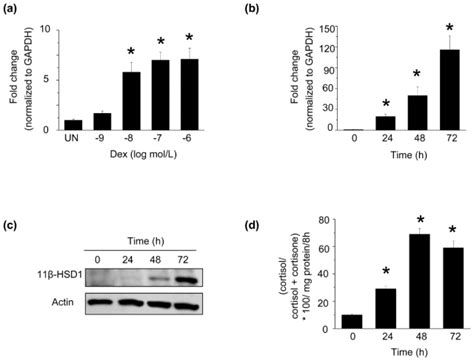 Dexamethasone increases 11β HSD1 expression and activity Human coronary