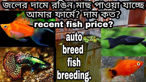 how to breed molly guppy platy balloon molly and molly fish রঙন