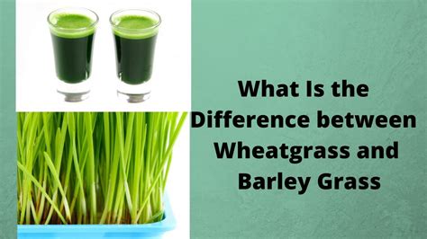 What Is The Difference Between Wheatgrass And Barley Grass Youtube