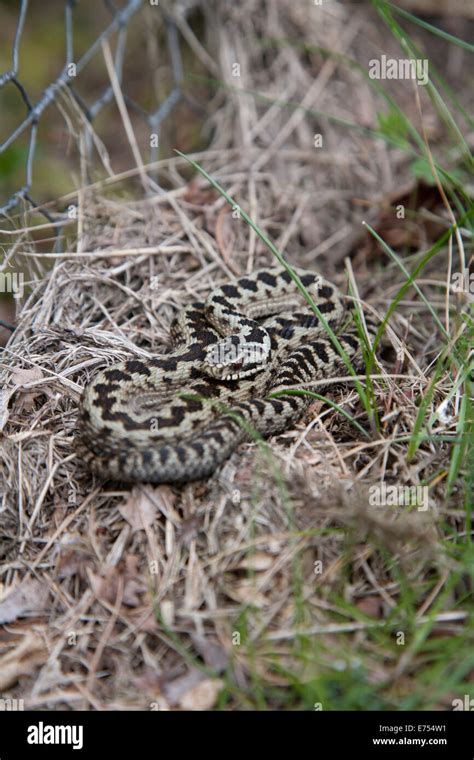 Female Adder Hi Res Stock Photography And Images Alamy