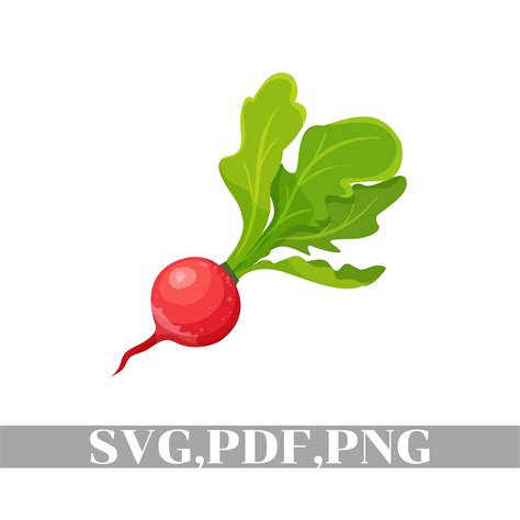 Radish Svg Radish Vector Radish Clipart Radish Cricut Etsy