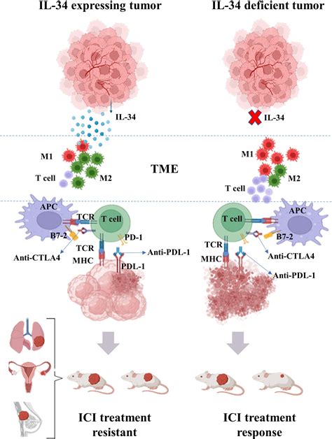 Frontiers Interleukin 34 And Immune Checkpoint Inhibitors Unified